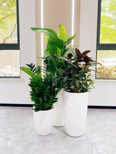 宁波镇海花卉租赁方案，让花卉点亮生活