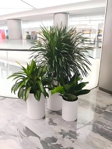 鄞州盆景租摆，哪家能为你的空间增添独特魅力？